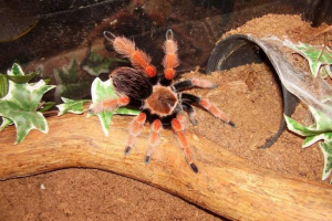 Brachipla beeom - spiderman: вся інформація Brachipla beeom - spiderman: вся інформація